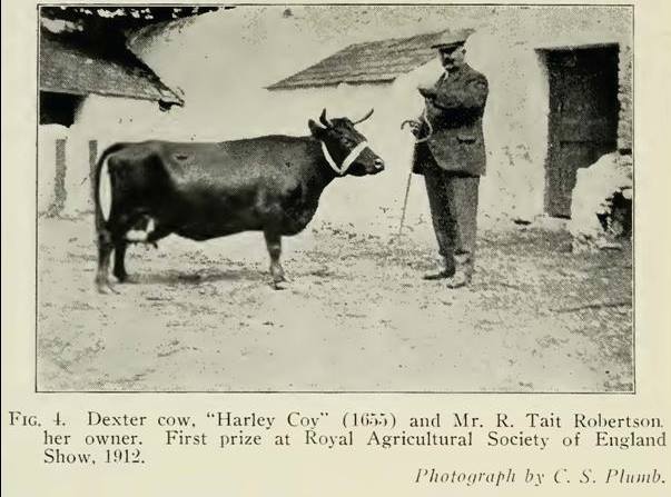 Primeira vaca Dexter no país da realeza